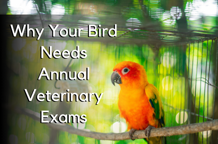 Why Birds Need Annual Exams