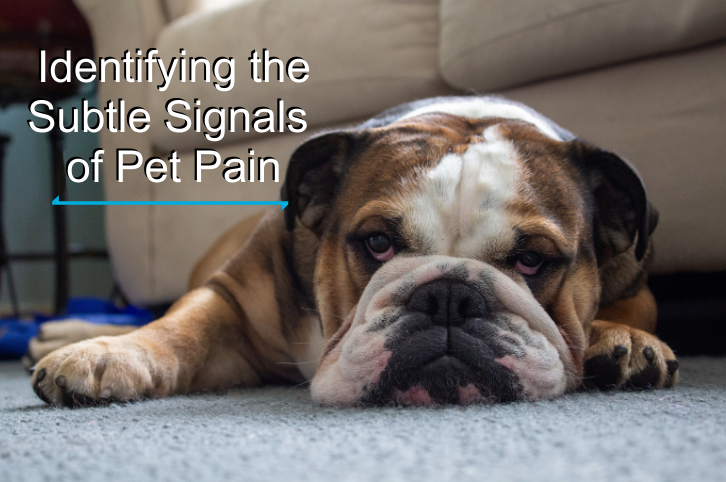 Identifying the Subtle Signals of Pet Pain