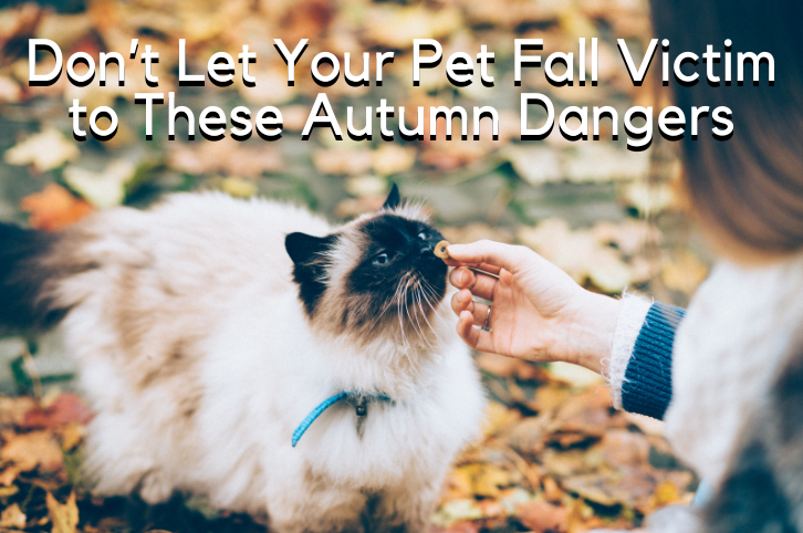 Don’t Let Your Pet Fall Victim to These Autumn Dangers