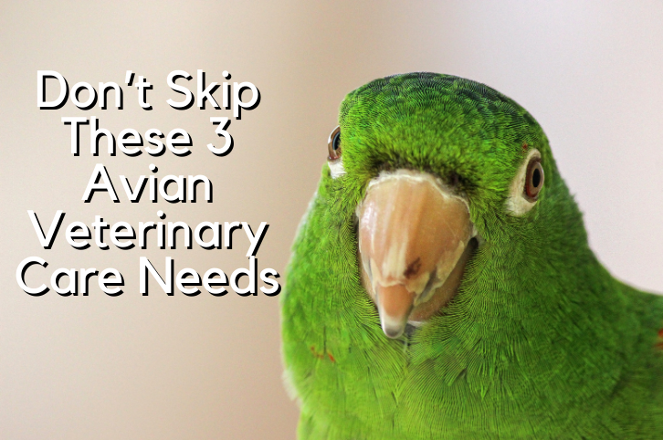 Don’t Skip These 3 Avian Veterinary Care Needs