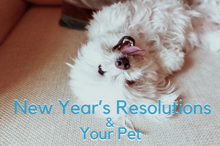 New Year’s Resolutions & Your Pet