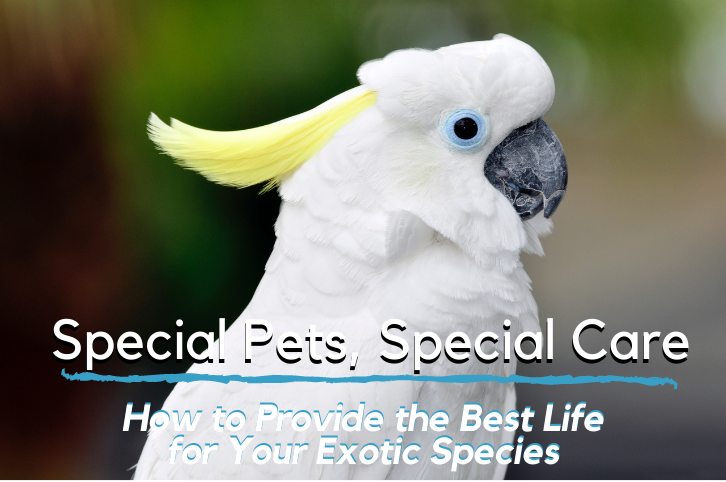 How to Provide the Best Life for Your Exotic Species
