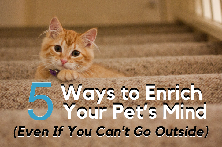 Ways to Enrich Your Pet's Mind