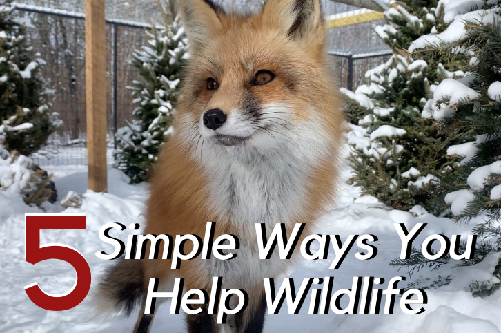 Ways to Help Wildlife