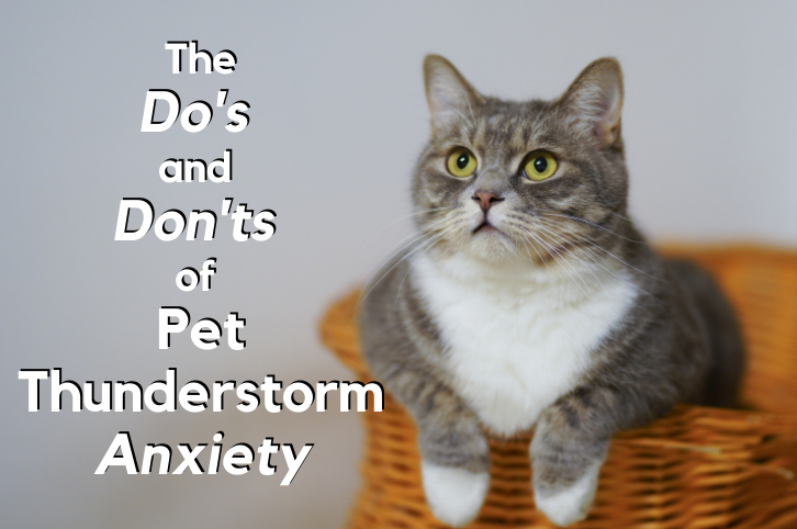 Pet Thunderstorm Anxiety