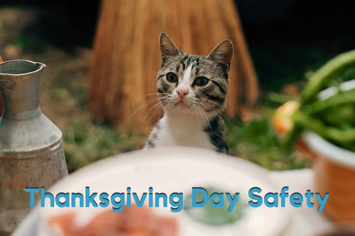Thanksgiving Day Safety