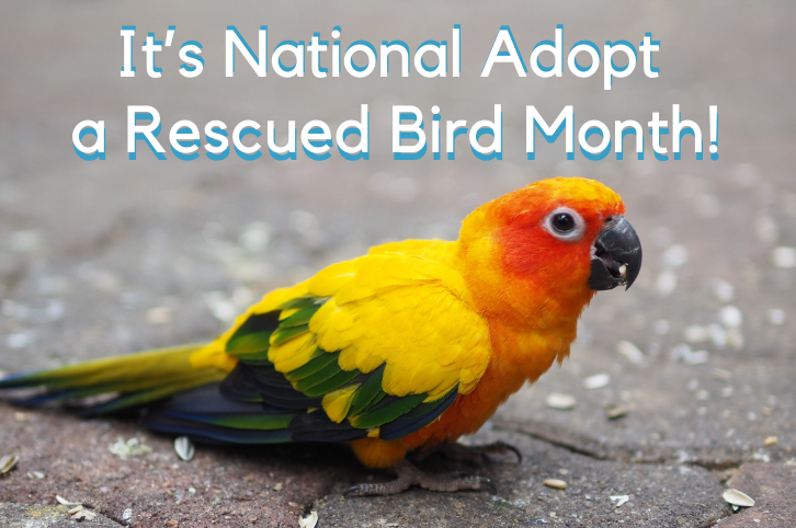 It’s National Adopt a Rescued Bird Month!