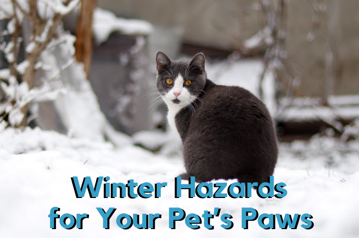 Winter Hazards for Your Pet’s Paws