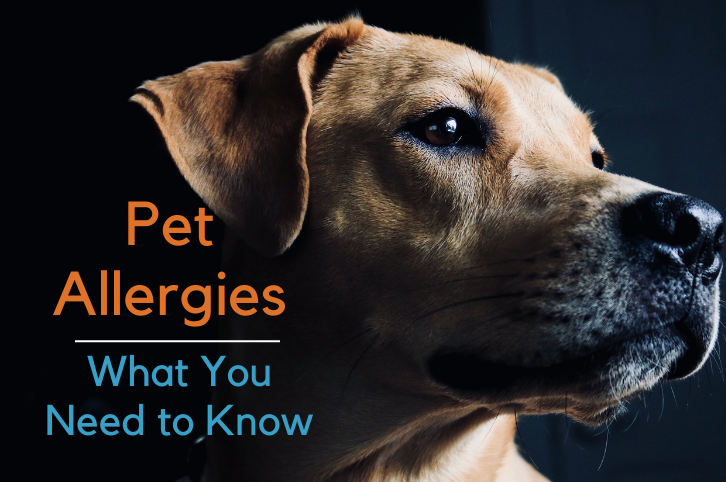 Pet Allergies: What You Need To Know