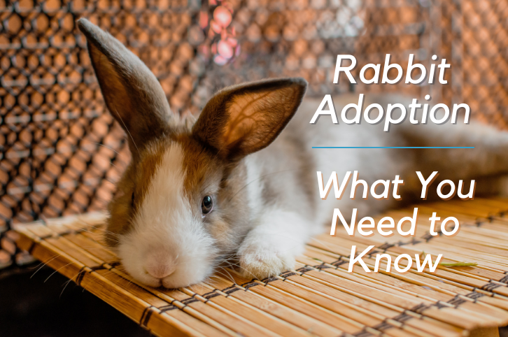 Rabbit Adoption – What You Need to Know