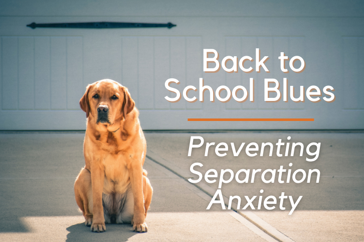 Back to School Blues – Preventing Separation Anxiety
