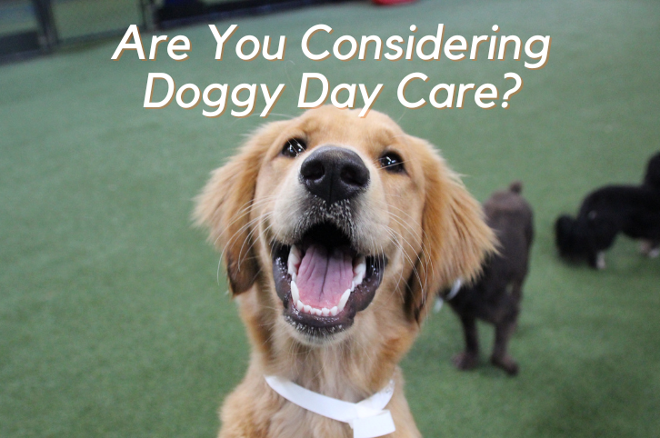 Are You Considering Doggy Day Care?