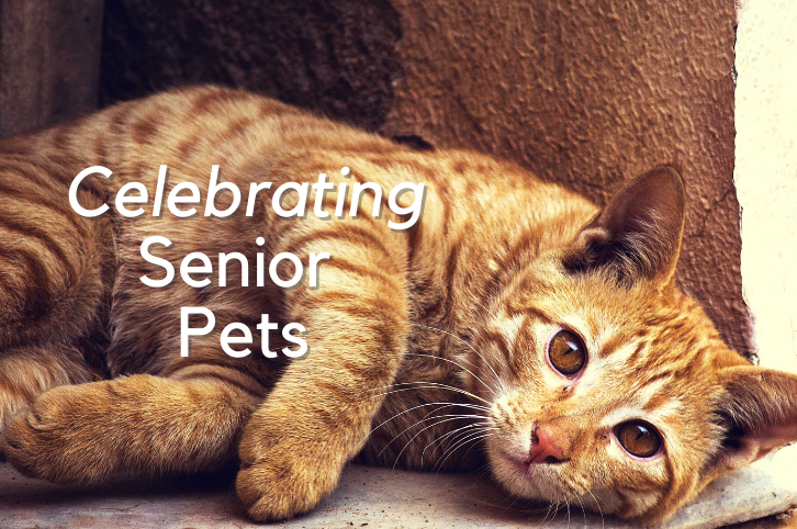 Celebrating Senior Pets