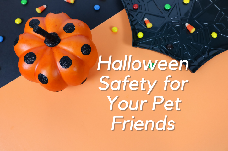 Halloween Safety for Your Pet Friends