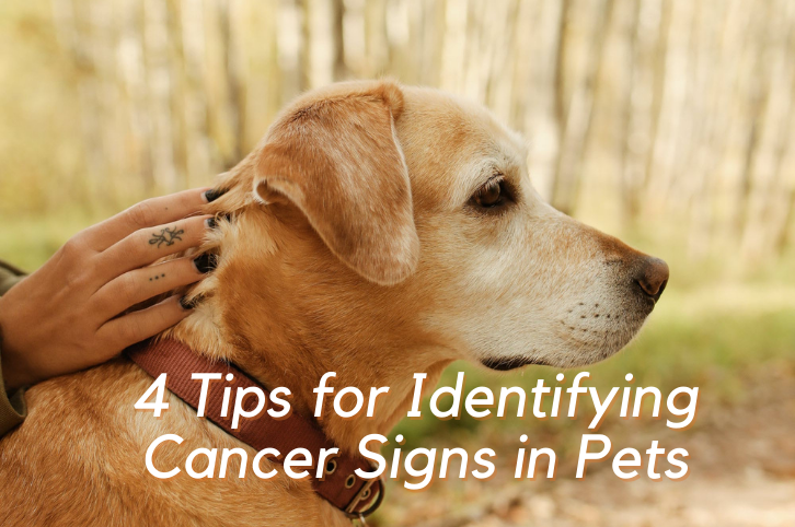 4 Tips for Identifying Cancer Signs in Pets