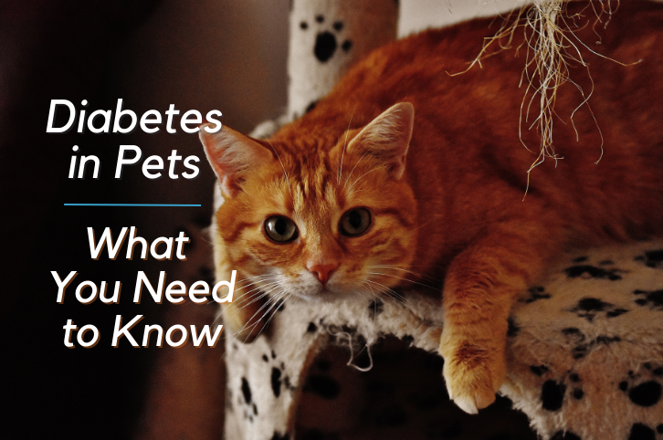 Diabetes in Pets: What You Need to Know