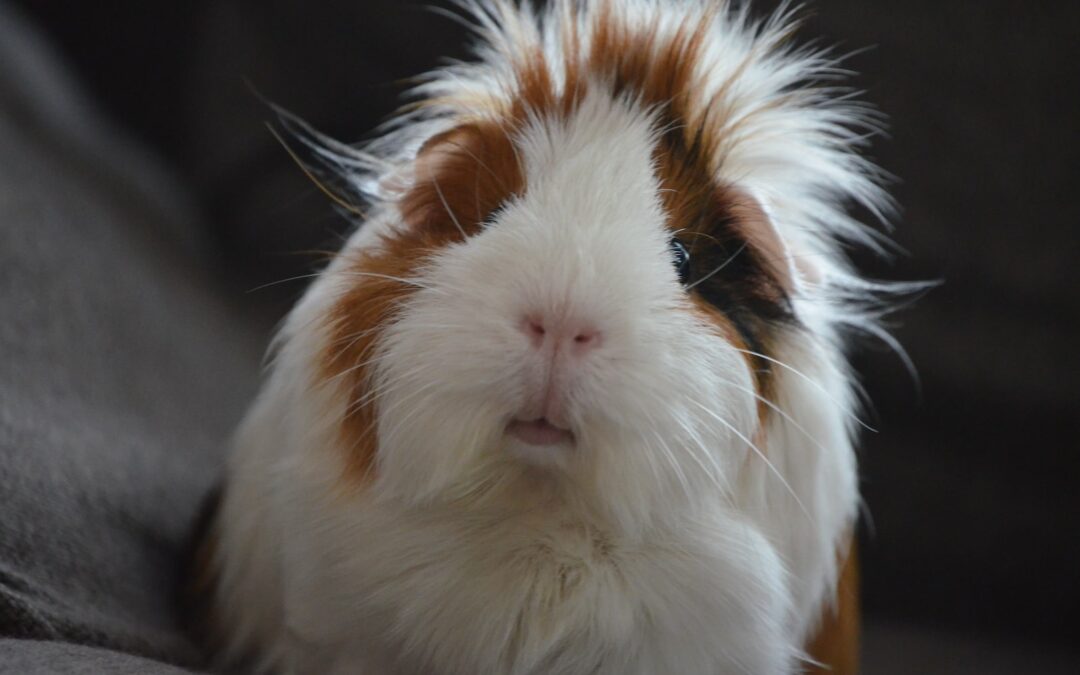 Adopt a Rescued Guinea Pig Month
