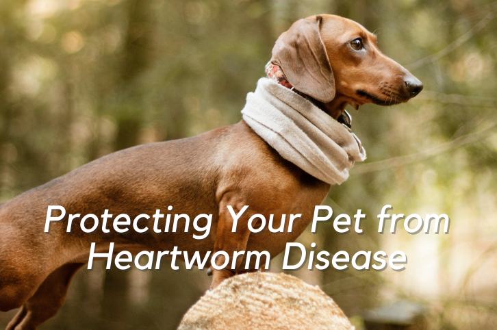 Protecting Your Pet from Heartworm Disease