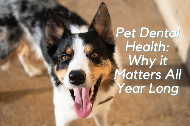 Pet Dental Health: Why it Matters All Year Long
