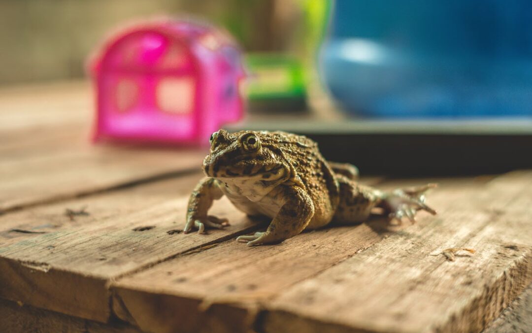 Frog for a Pet?