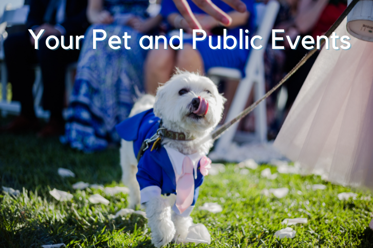 Your Pet and Public Events