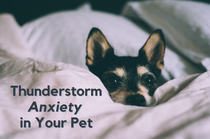 Thunderstorm Anxiety in Your Pet
