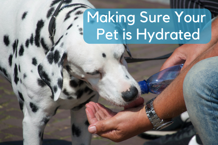 Making Sure Your Pet is Hydrated