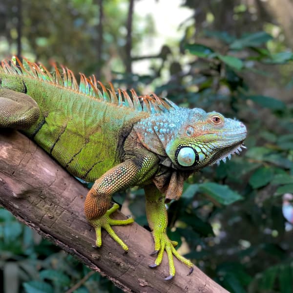 Exotic Species Homey Gnome Veterinary Clinic Veterinarian in