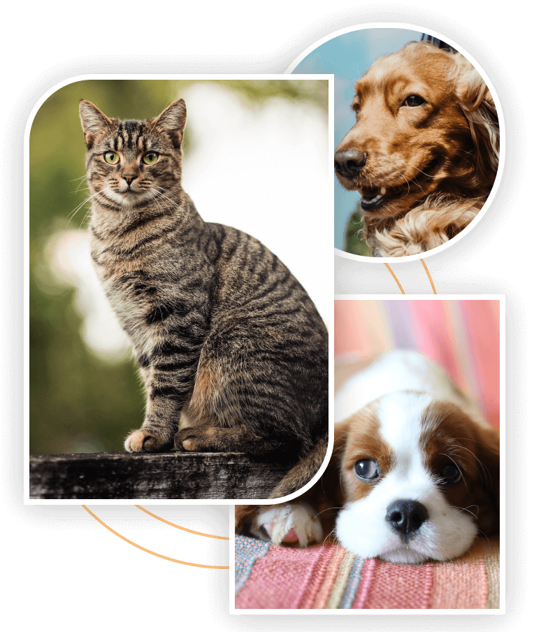 Home New Homey Gnome Veterinary Clinic Veterinarian in Oakdale, MN