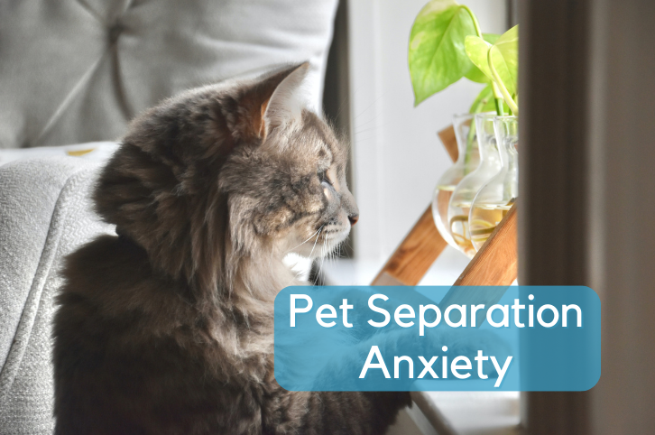 Pet Separation Anxiety