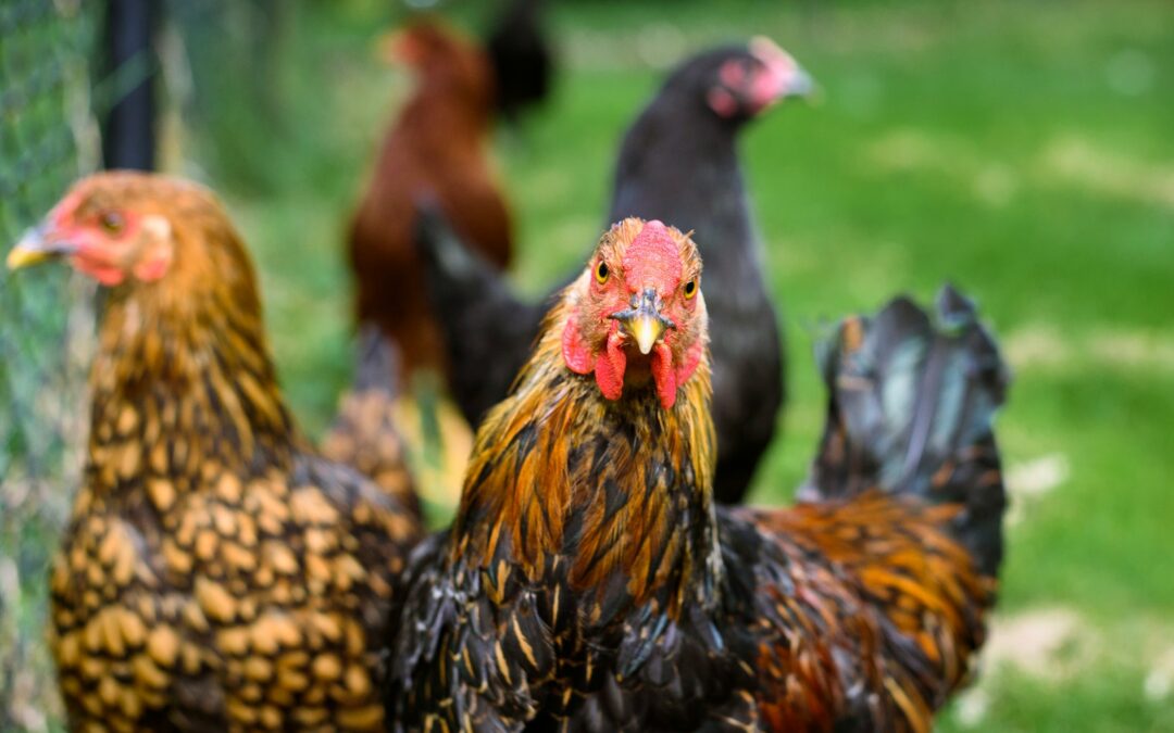 Backyard Chickens? Keep Them Safe in the Summer Heat