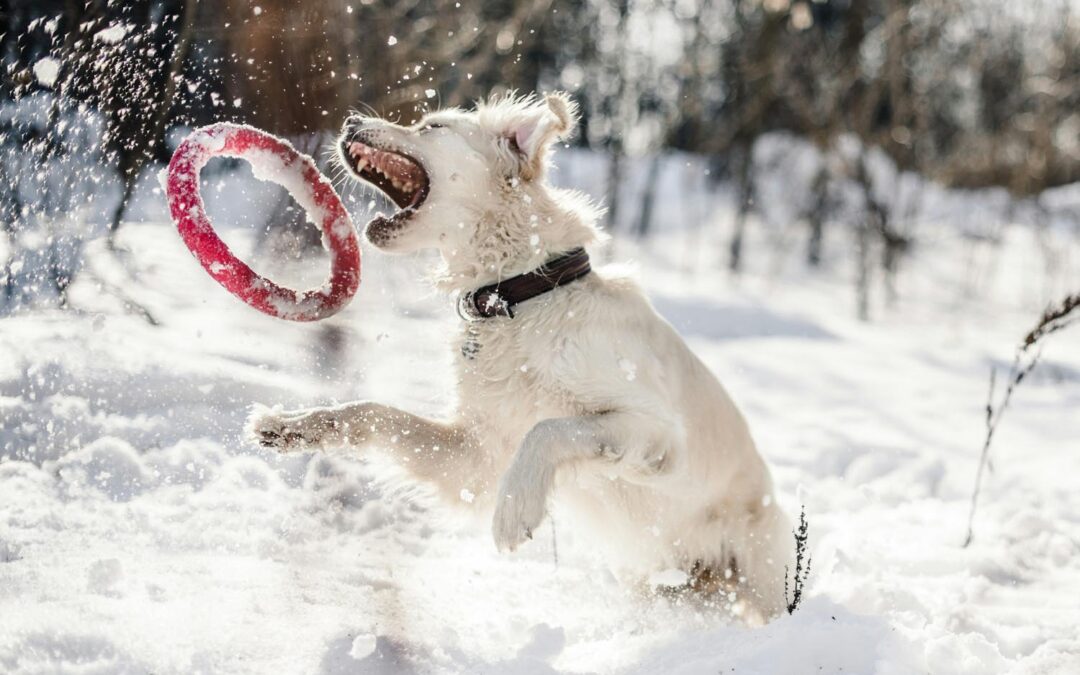 Winter Skin Care for Pets: How to Protect Paws and Coats in Oakdale’s Cold Weather