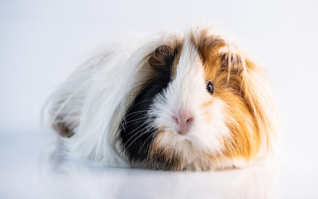 fluffy-guinea-pig