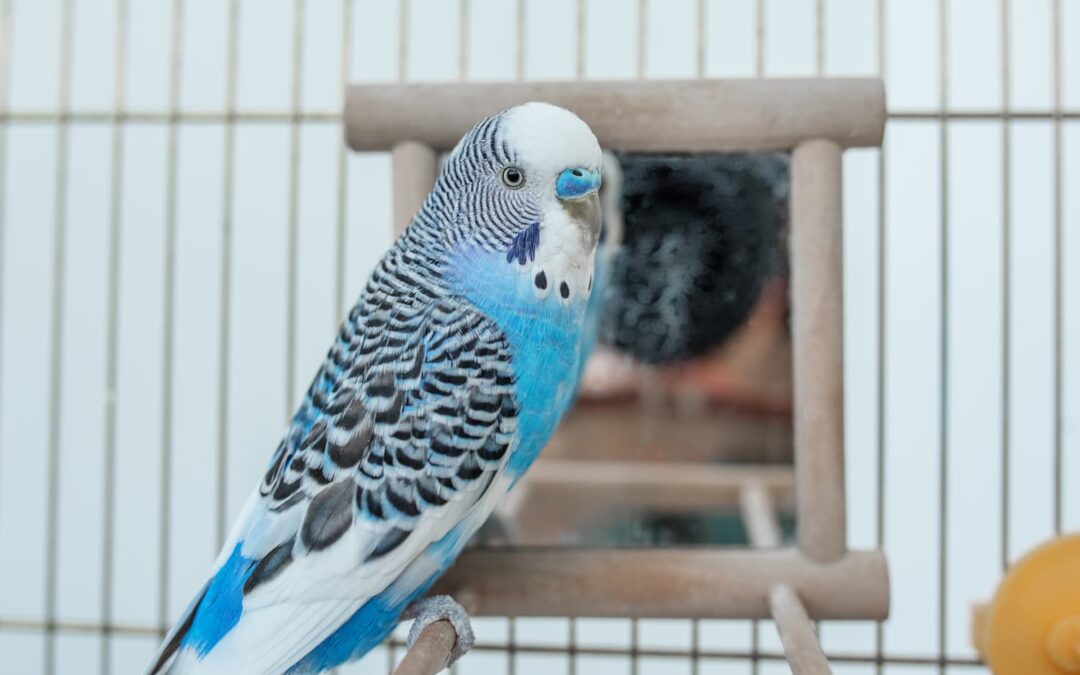 cute blue parrot in a bird cage