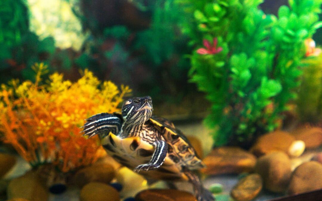 Slow and Steady Wins Your Heart: The Magic of Turtles