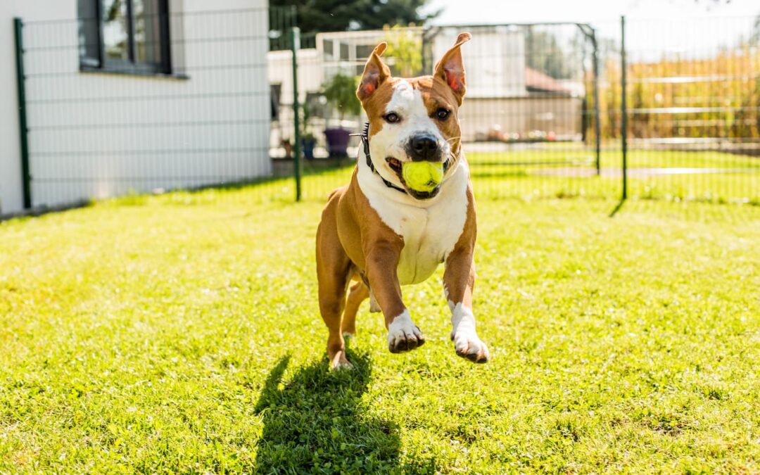 Summer Shenanigans: How to Keep Pets Safe During Backyard Fun