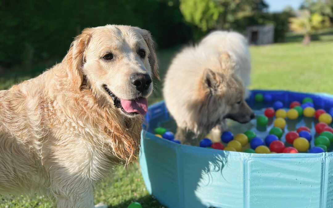 Gnome Sweet Gnome: Creating a Summer Routine Your Pet Will Love
