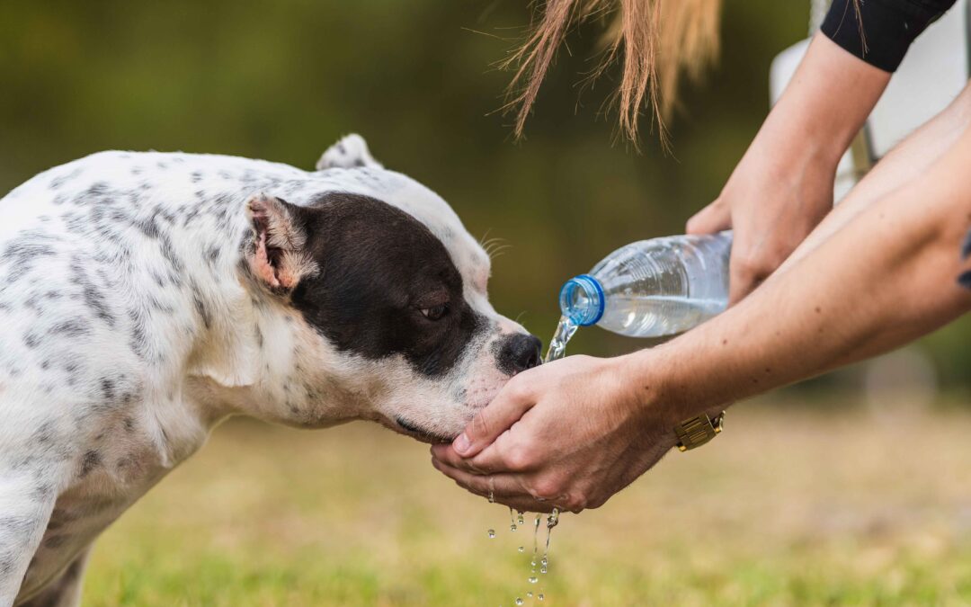 How to Keep Your Pet Hydrated in the Heat