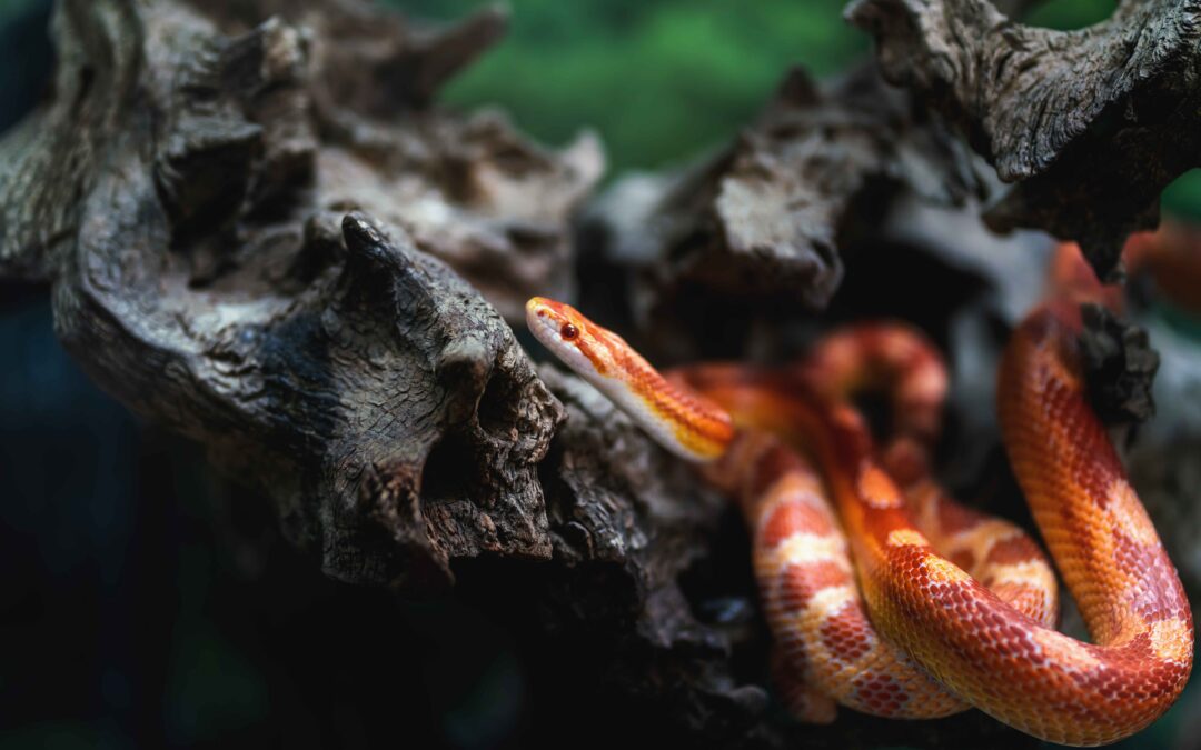 Snake-tastic Fun: Celebrating Snakes with Homey Gnome Veterinary Clinic