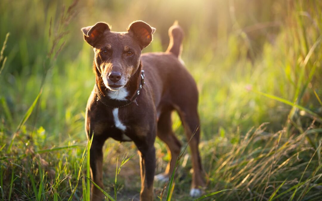 a-small-brown-terrier-dog-walks-with-a-collar