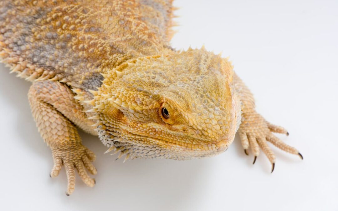 bearded dragon
