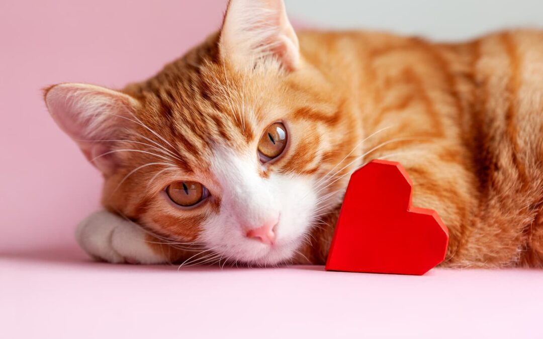 ginger-tabby-cat-with-a-red-heart-lying-on-a-pink-table