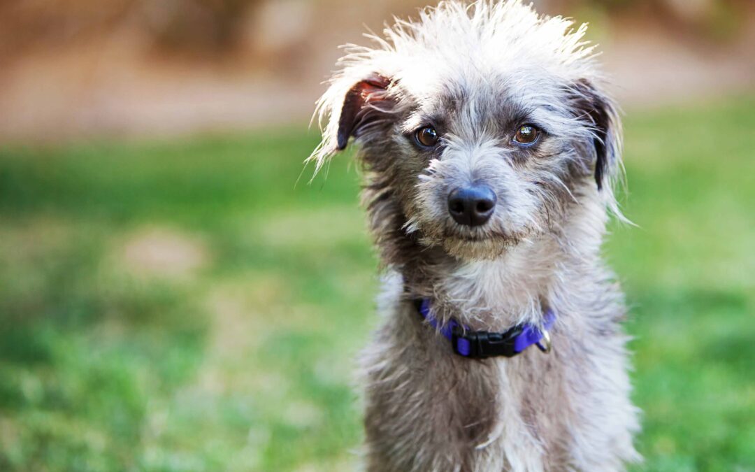 7 Ways Veterinarians Help Pets Live Longer, Happier Lives