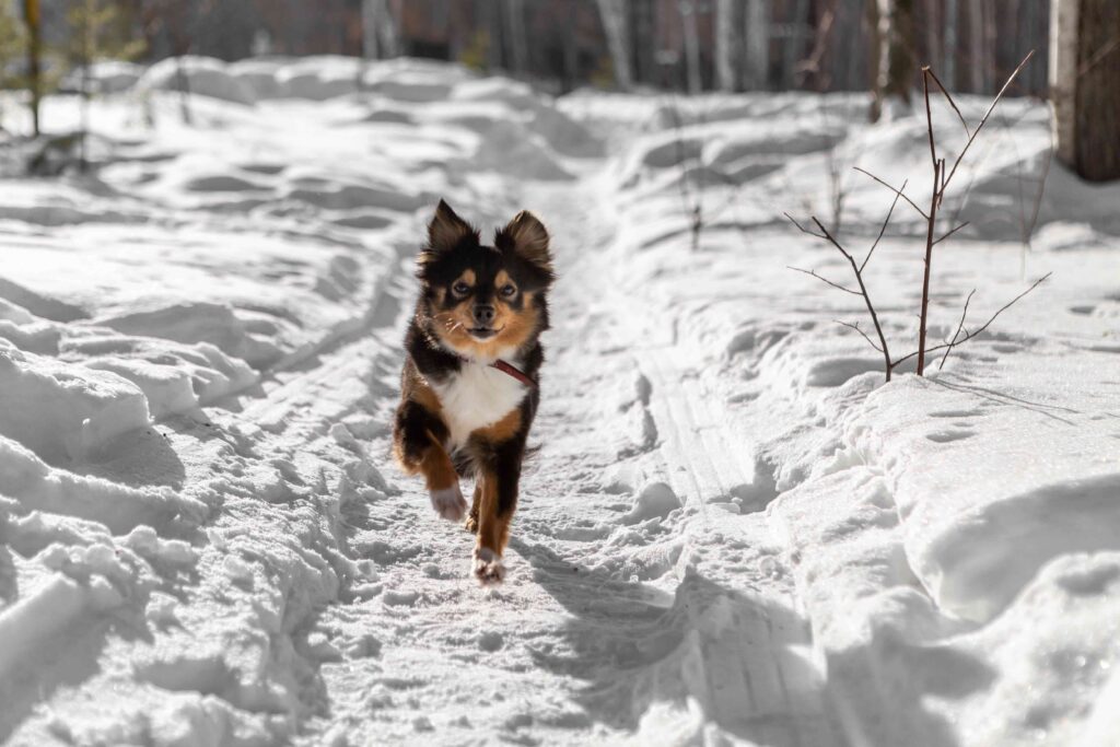 Cold Noses, Warm Hearts: Winter Safety Tips for Pets | Homey Gnome Veterinary Clinic | Veterinarian in Oakdale, MN