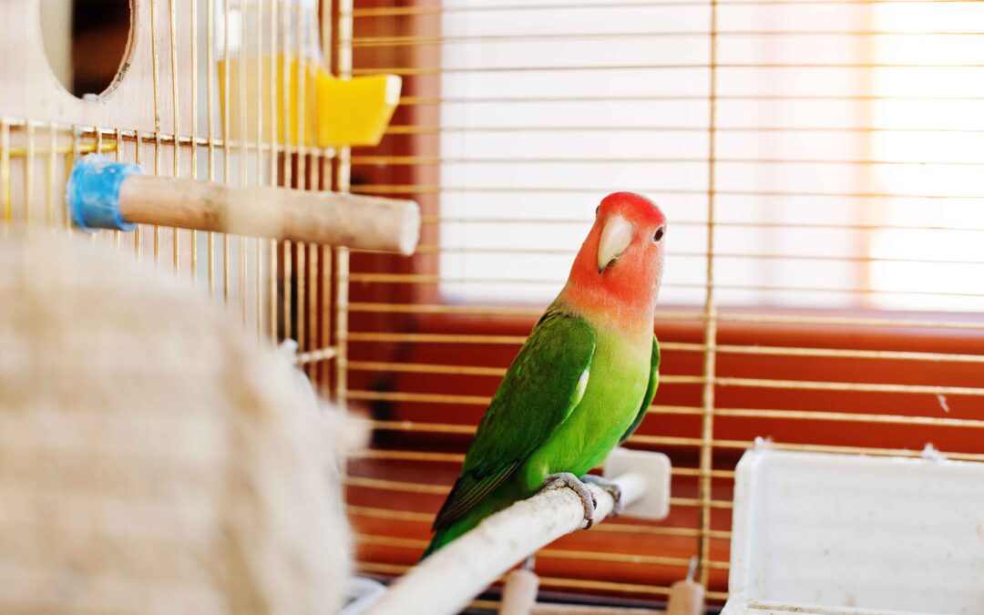Adopt a Rescued Bird Month: First 30 Days Health Checklist for New Bird Owners