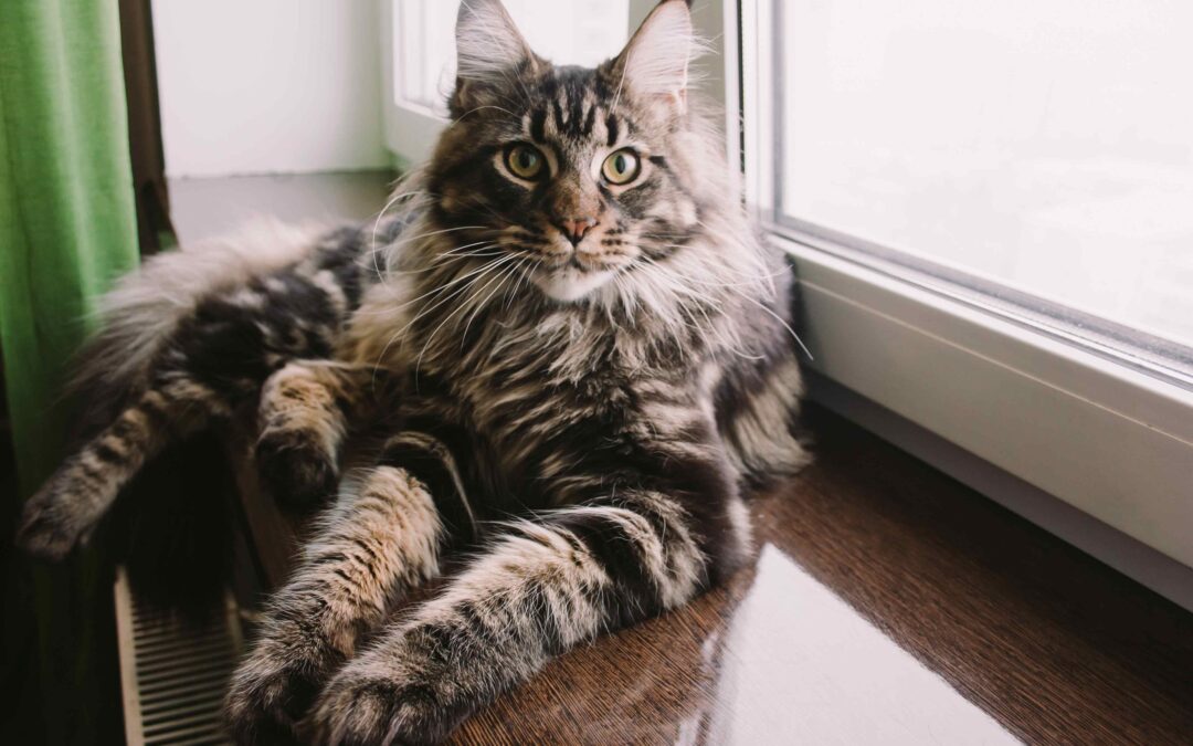 Cat Health Resolutions That Actually Stick