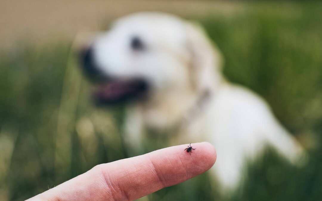 Flea & Tick Season Is Back: Is Your Pet Protected?