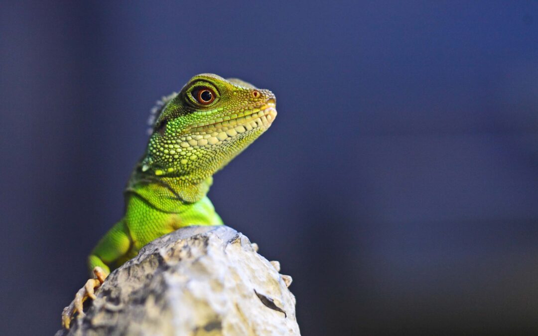 Rodenticides and Reptiles: An Overlooked Risk for Exotic Pets