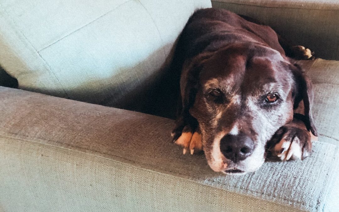 A dog comfortably resting on a couch, with its head resting on the cushions