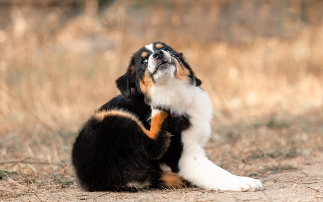 From Itchy Skin to Runny Eyes: Recognizing Allergy Symptoms in Your Pet